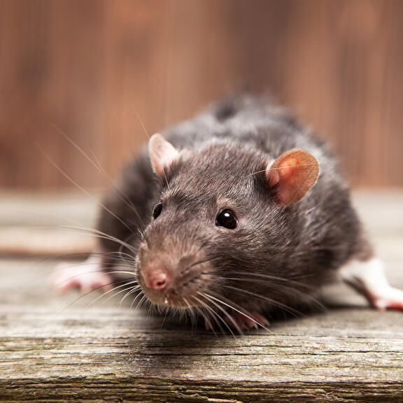 Ratten bestrijden